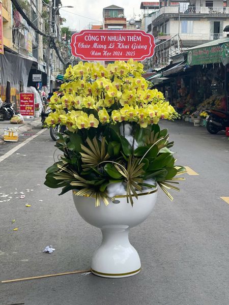 Chậu Lan Hồ Điệp Hoàng Kim Phú Quý - LHD21