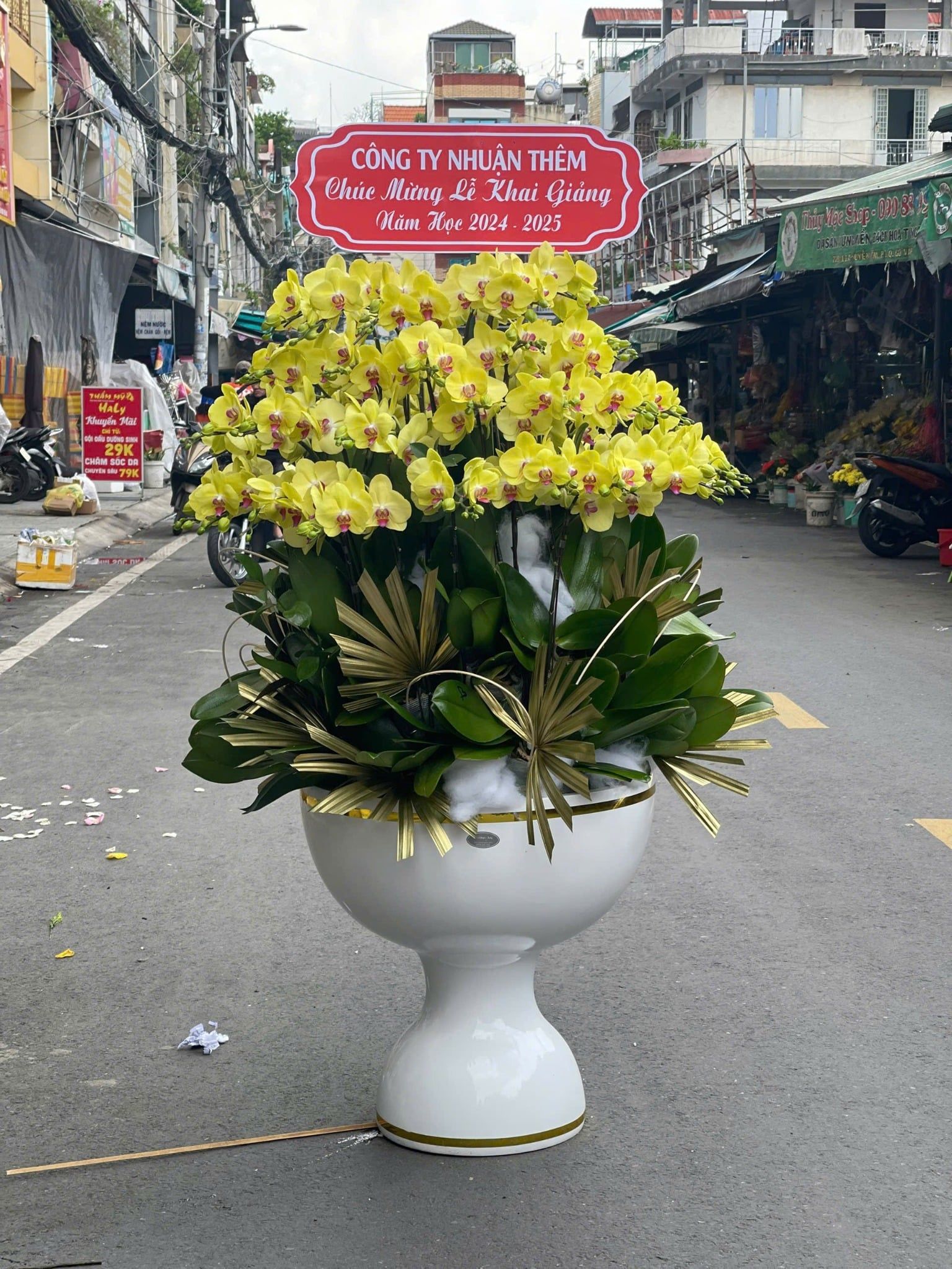  Chậu Lan Hồ Điệp Hoàng Kim Phú Quý - LHD21 