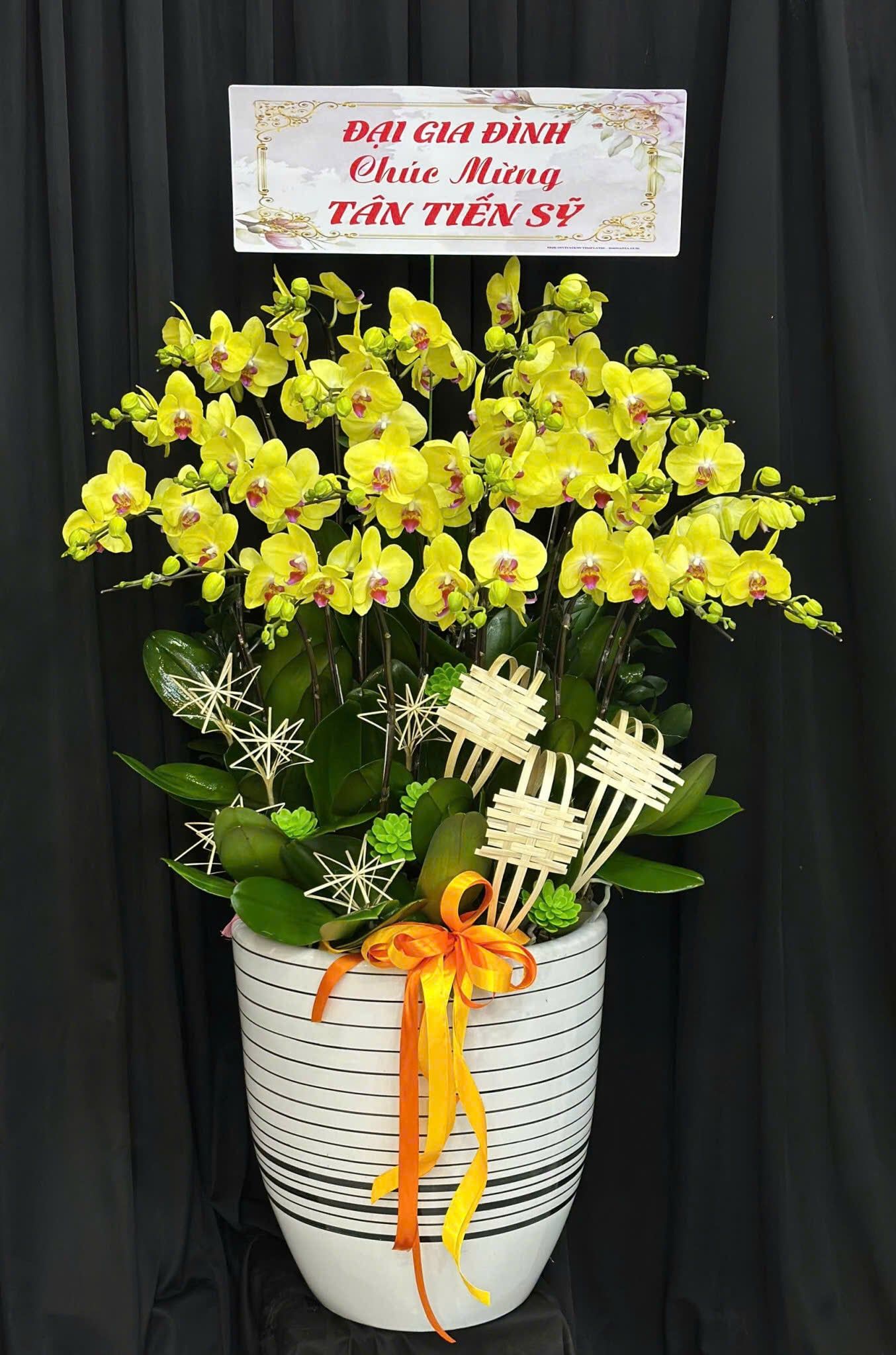  Chậu Lan Hồ Điệp Kim Phúc Khai Vận - LHD23 
