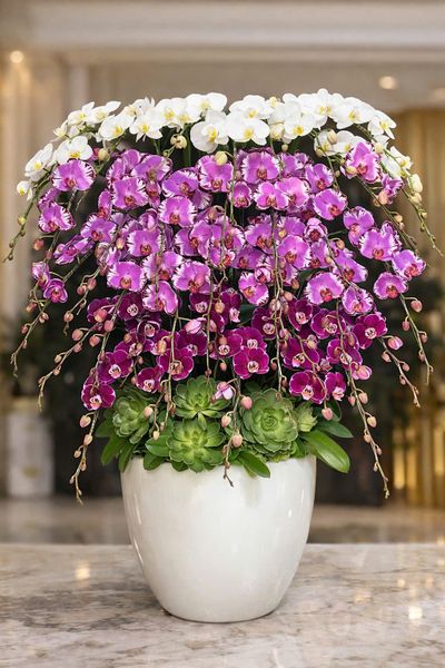 Chậu Lan Hồ Điệp Ngũ Phúc Trường An - LHD22