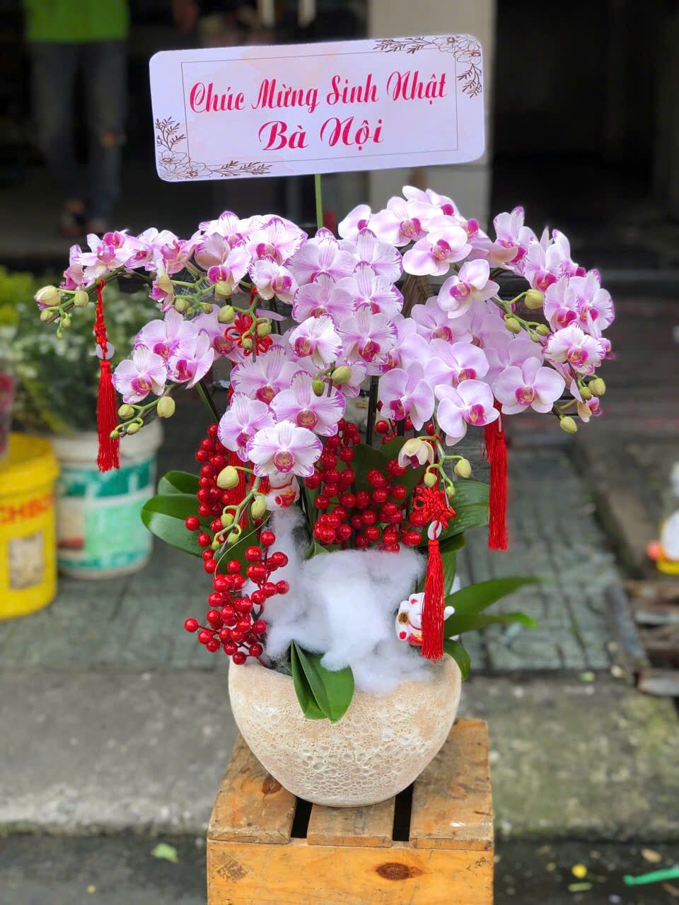  Chậu Lan Hồ Điệp Phúc Lộc Viên Mãn - LHD25 