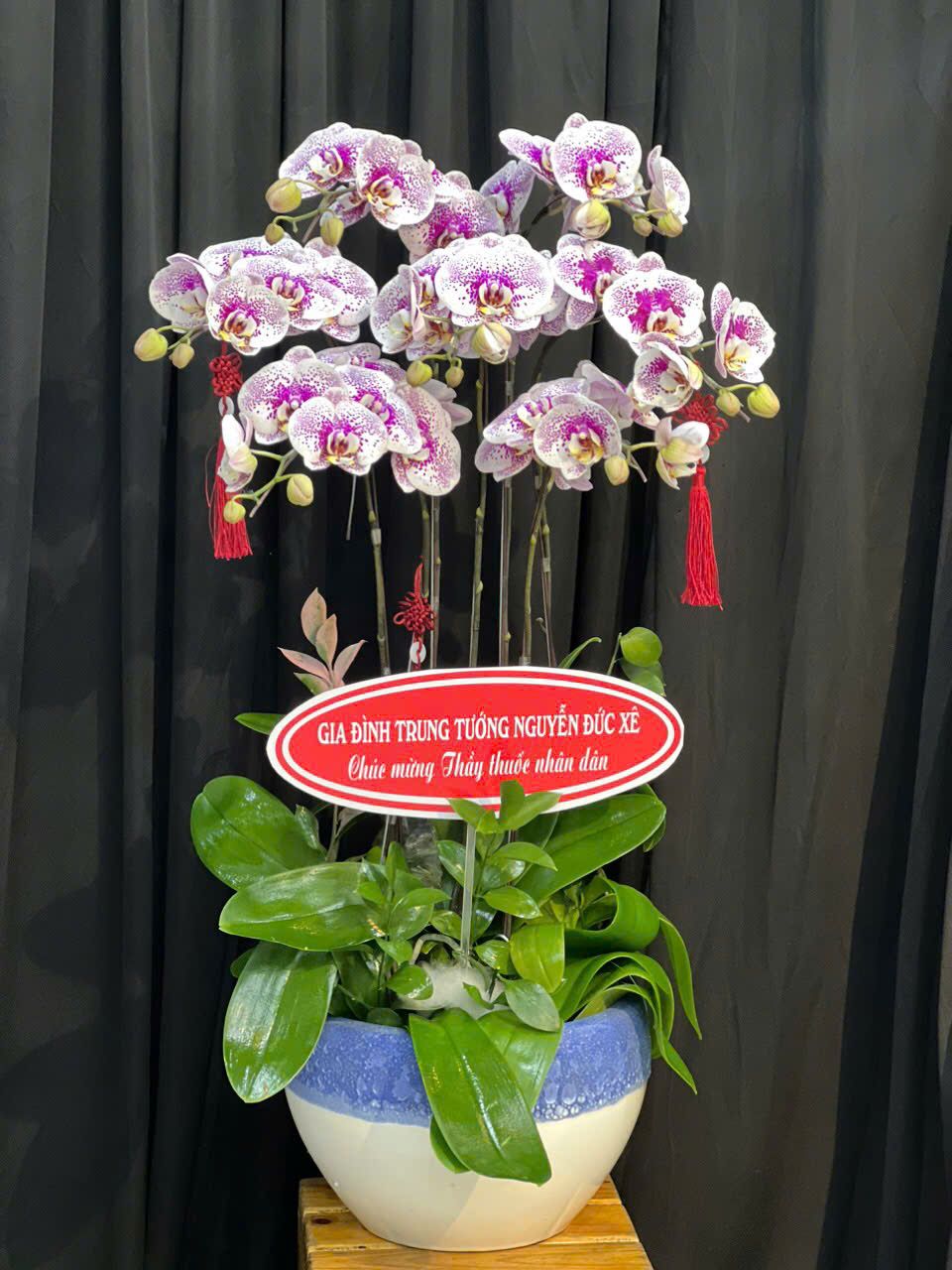  Chậu Lan Hồ Điệp Tri Ân Cao Quý - LHD28 