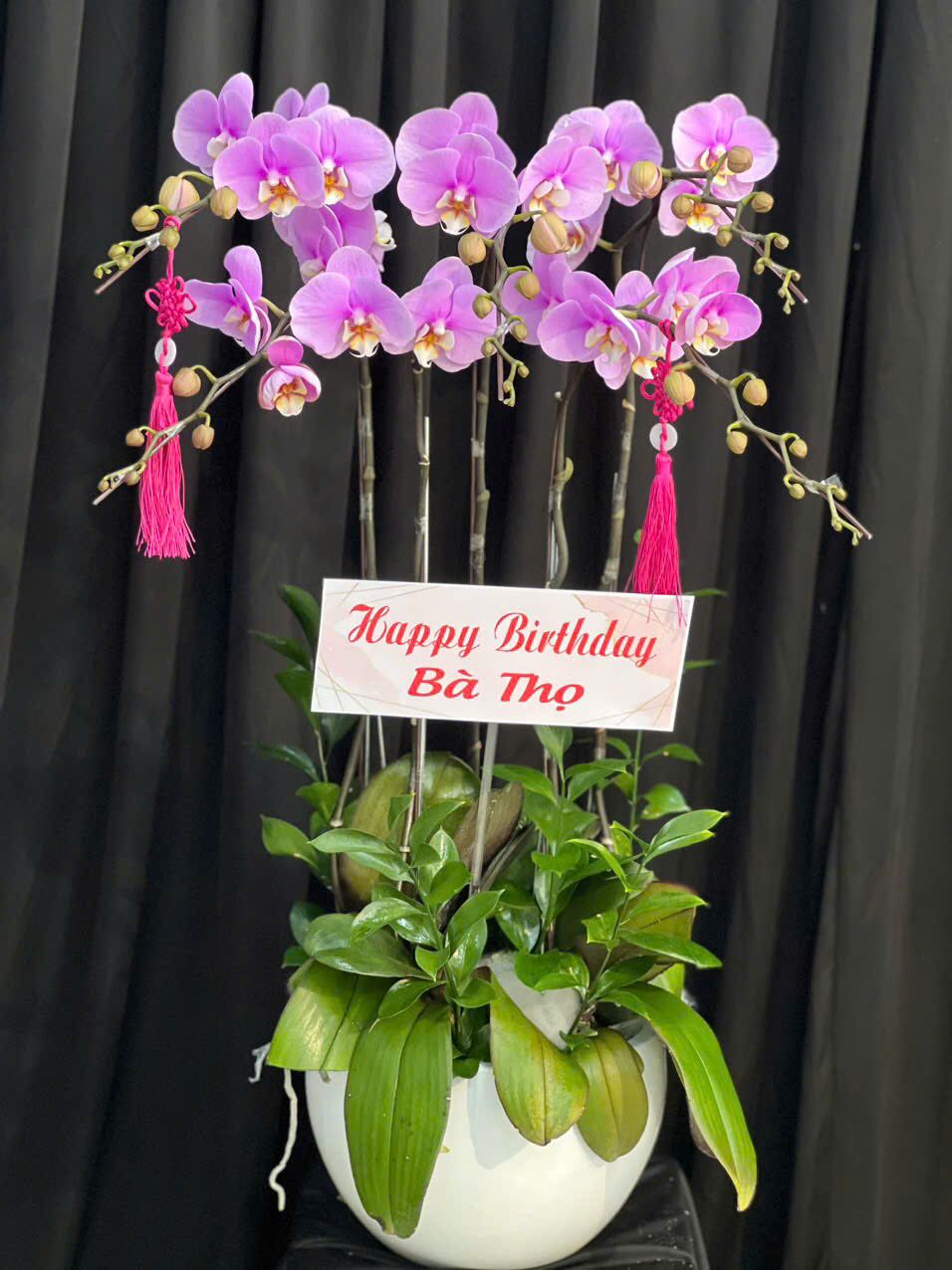  Chậu Lan Hồ Điệp An Khang Trường Thọ - LHD30 