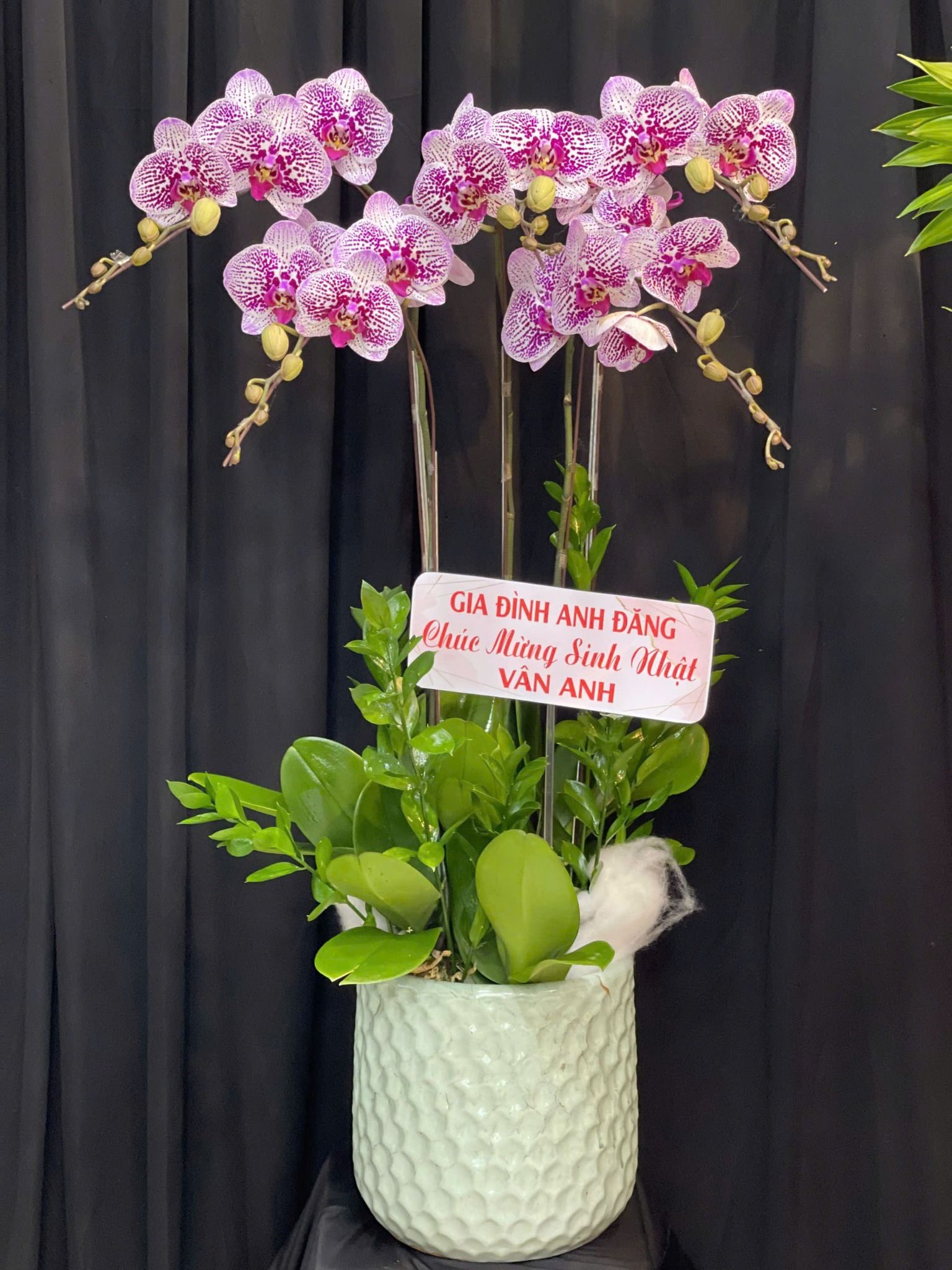  Chậu Lan Hồ Điệp Hồng Phúc Trường Khang - LHD29 