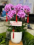  Chậu Lan Hồ Điệp Tím Tri Ân Sư Đạo - LHD31 