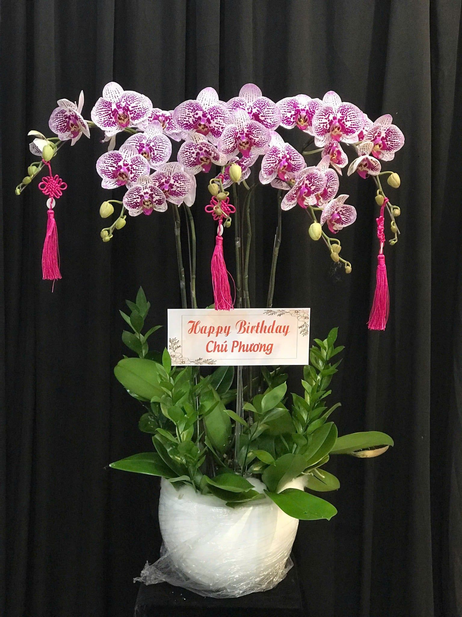  Chậu Lan Hồ Điệp Vạn Phúc Khai Hoa - LHD32 