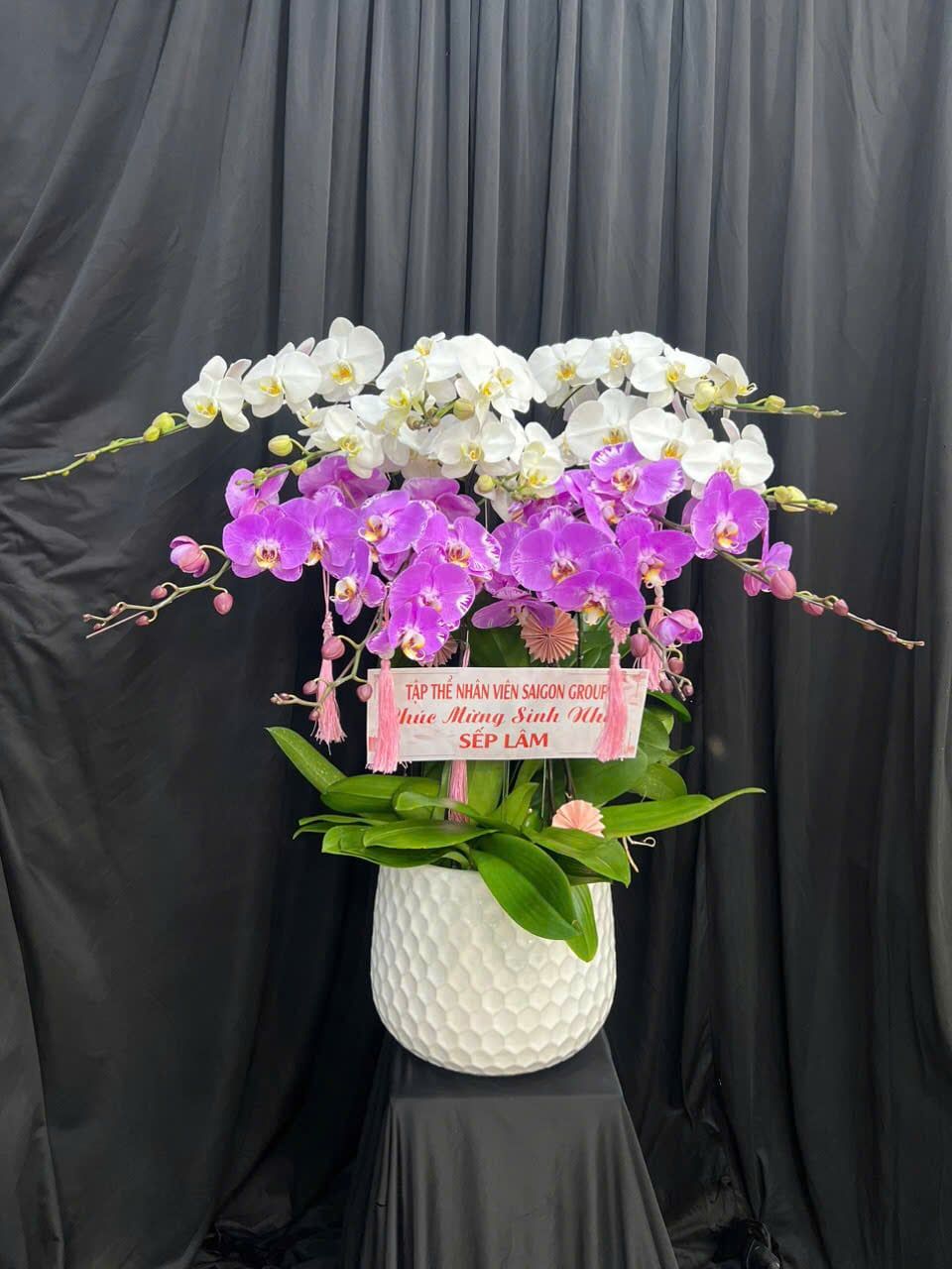  Chậu Lan Hồ Điệp Song Hỷ Phú Quý - LHD33 