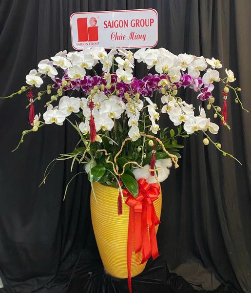 Chậu Lan Hồ Điệp Bạch Tím Thịnh Vượng - LHD34