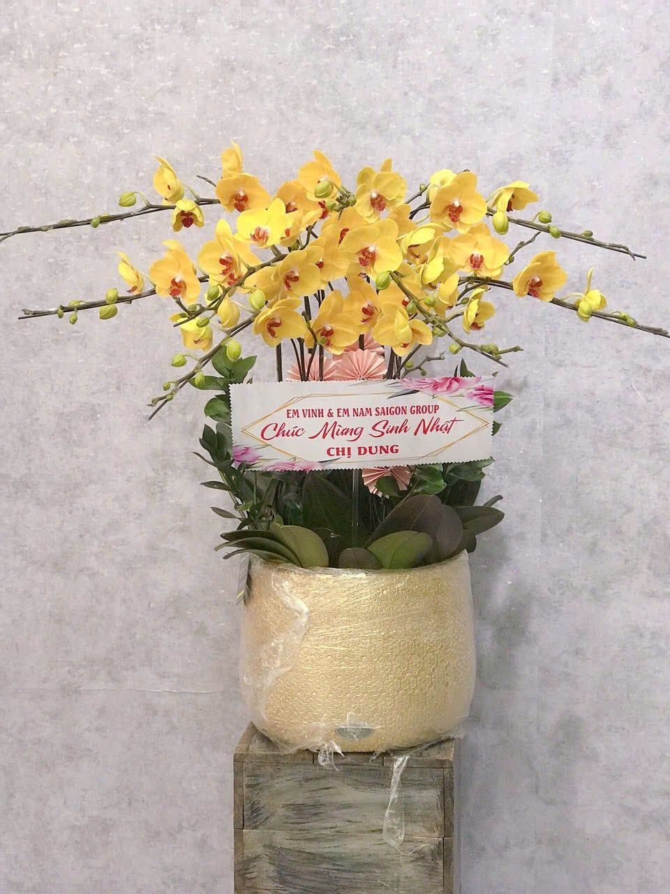  Chậu Lan Hồ Điệp Hoàng Kim Phúc Lộc - LHD35 