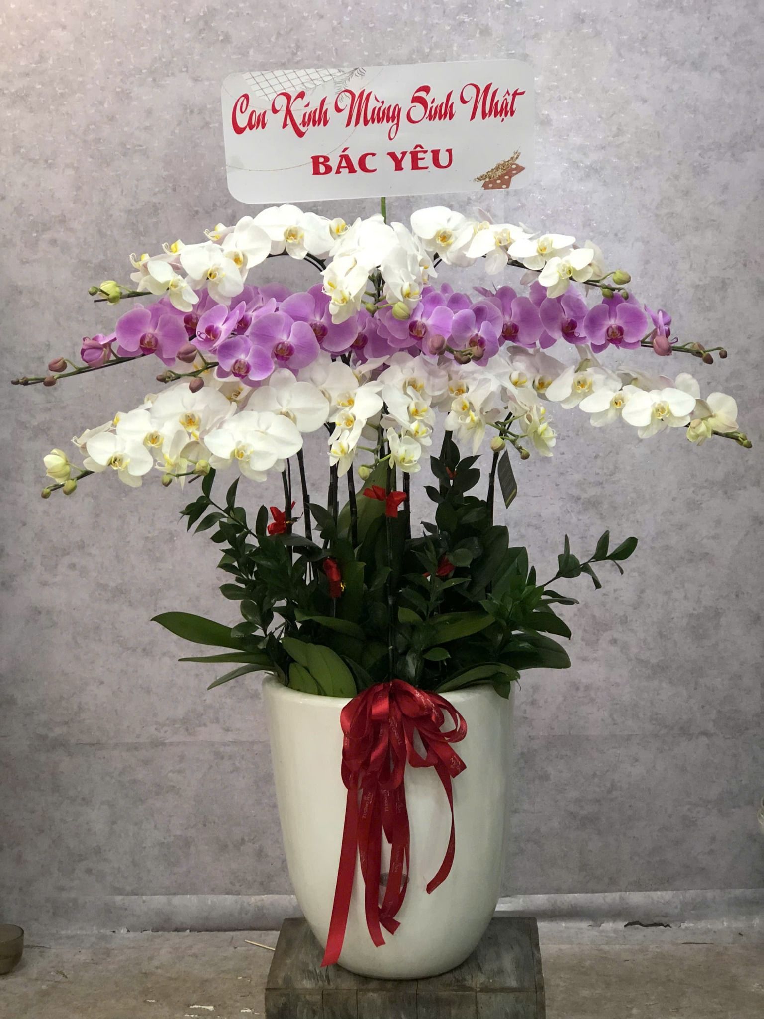  Chậu Lan Hồ Điệp Tím Bạch An Khang - LHD36 