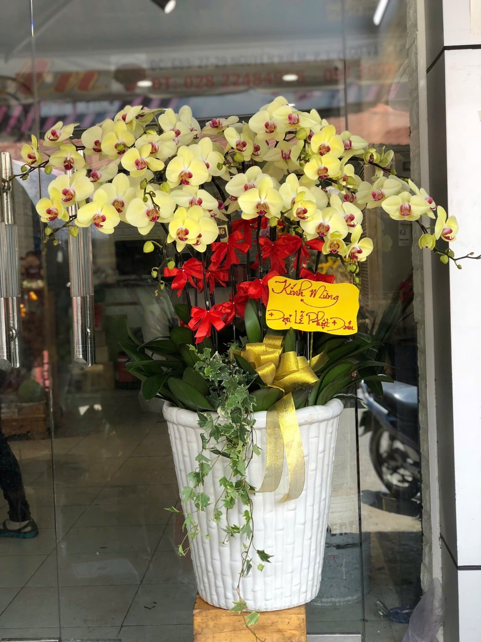  Chậu Lan Hồ Điệp Kim Phúc Khai Tài - LHD37 