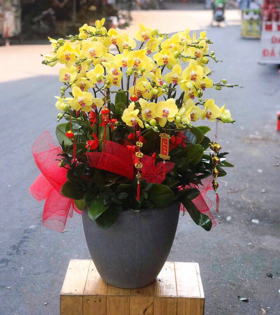  Chậu Lan Hồ Điệp Phú Quý Cát Tường - LHD38 