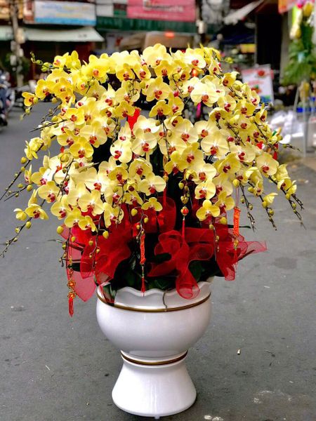 Chậu Lan Hồ Điệp Kim Vượng Phú Quý - LHD41