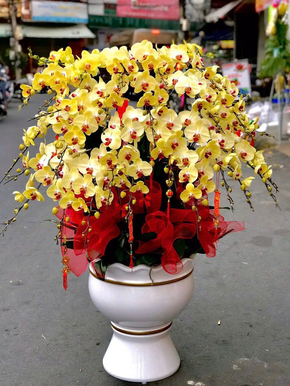  Chậu Lan Hồ Điệp Kim Vượng Phú Quý - LHD41 