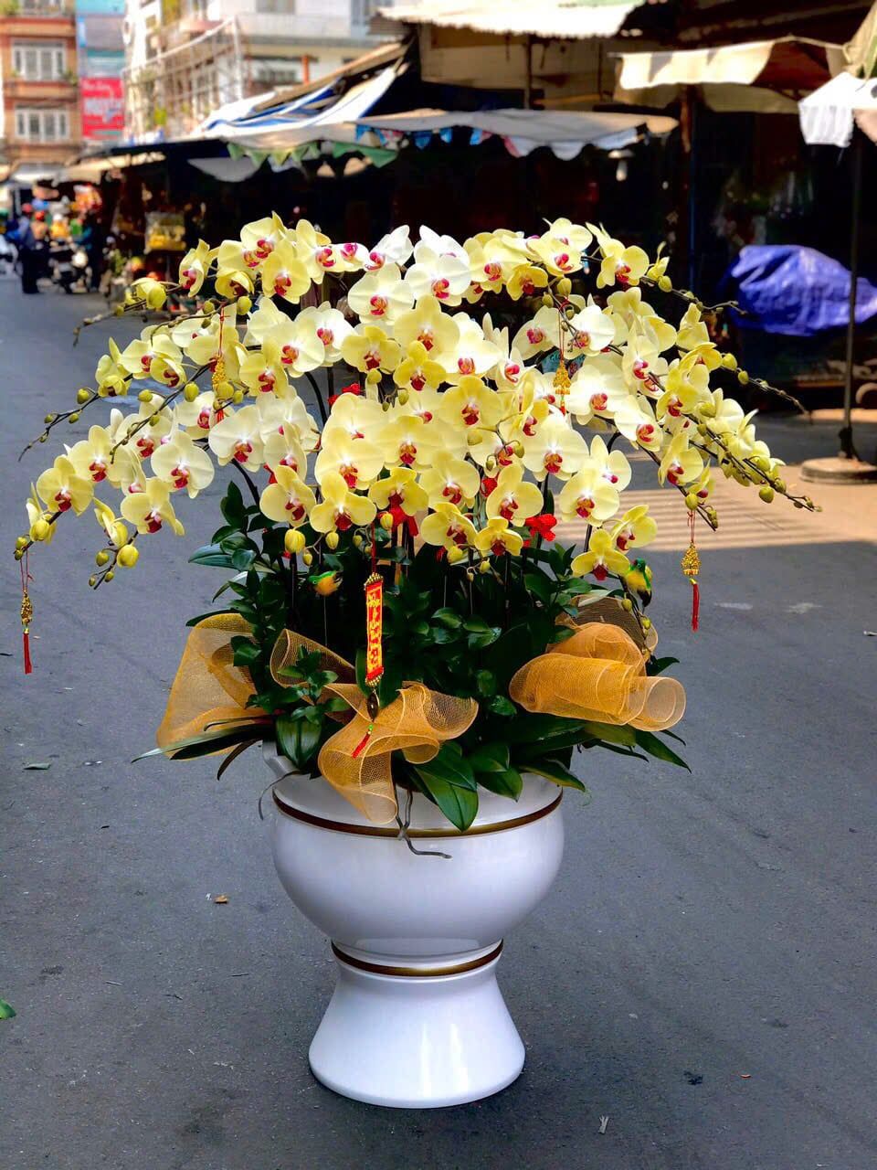  Chậu Lan Hồ Điệp Cát Tường Hưng Thịnh - LHD43 