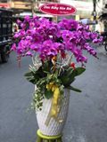  Chậu Lan Hồ Điệp Tím Vương Phúc - LHD45 