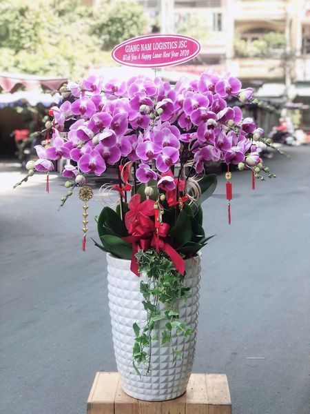 Chậu Lan Hồ Điệp Cát Phúc Viên Mãn - LHD46