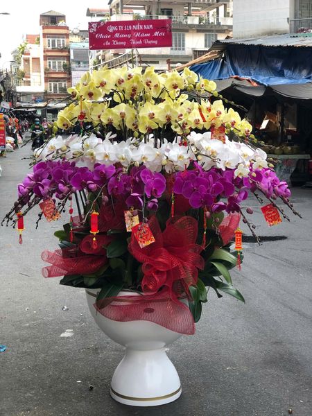 Chậu Lan Hồ Điệp Tam Sắc Phúc Lộc Viên Mãn- LHD50