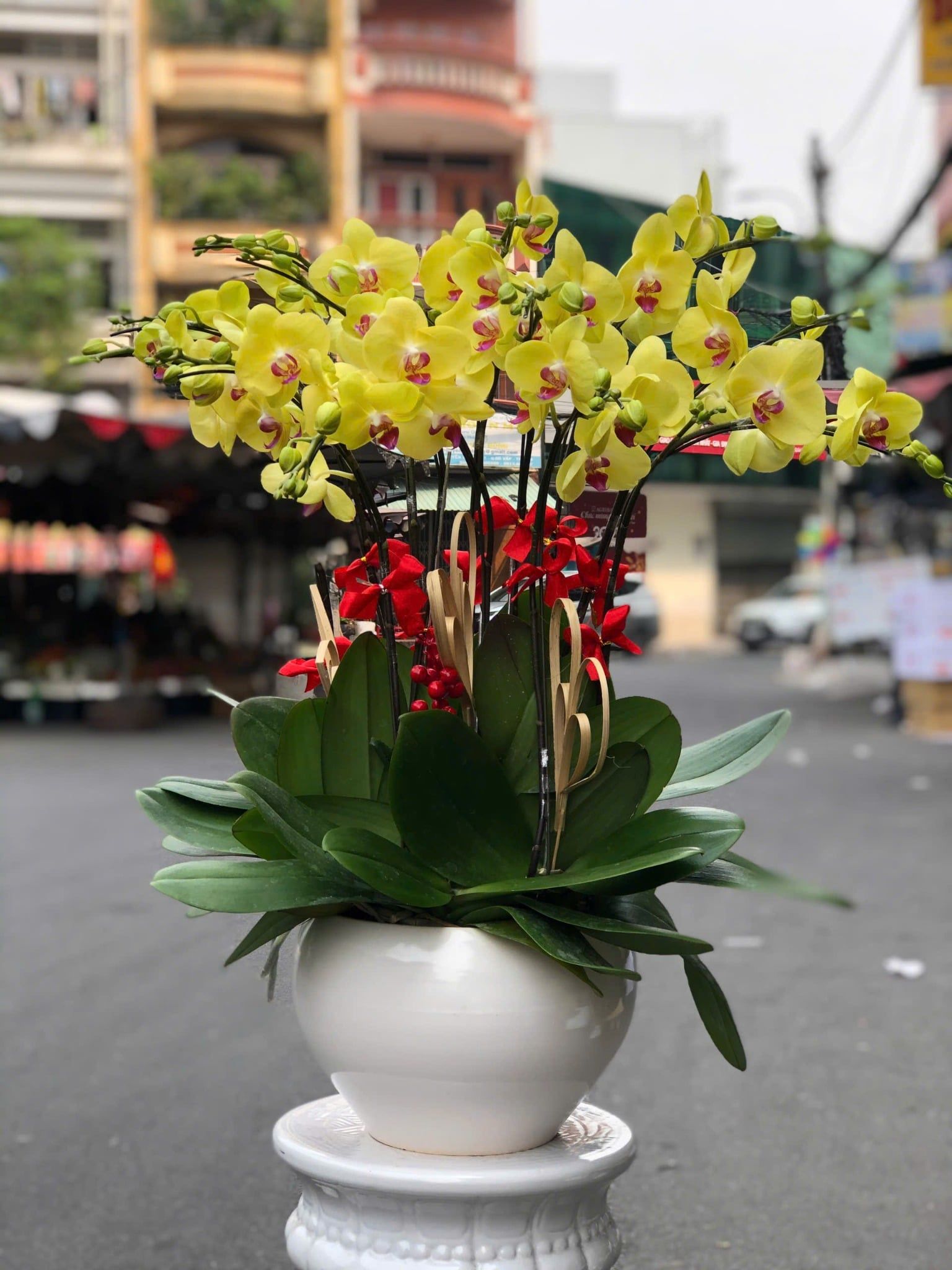  Chậu Lan Hồ Điệp Kim Phúc An Khang- LHD49 