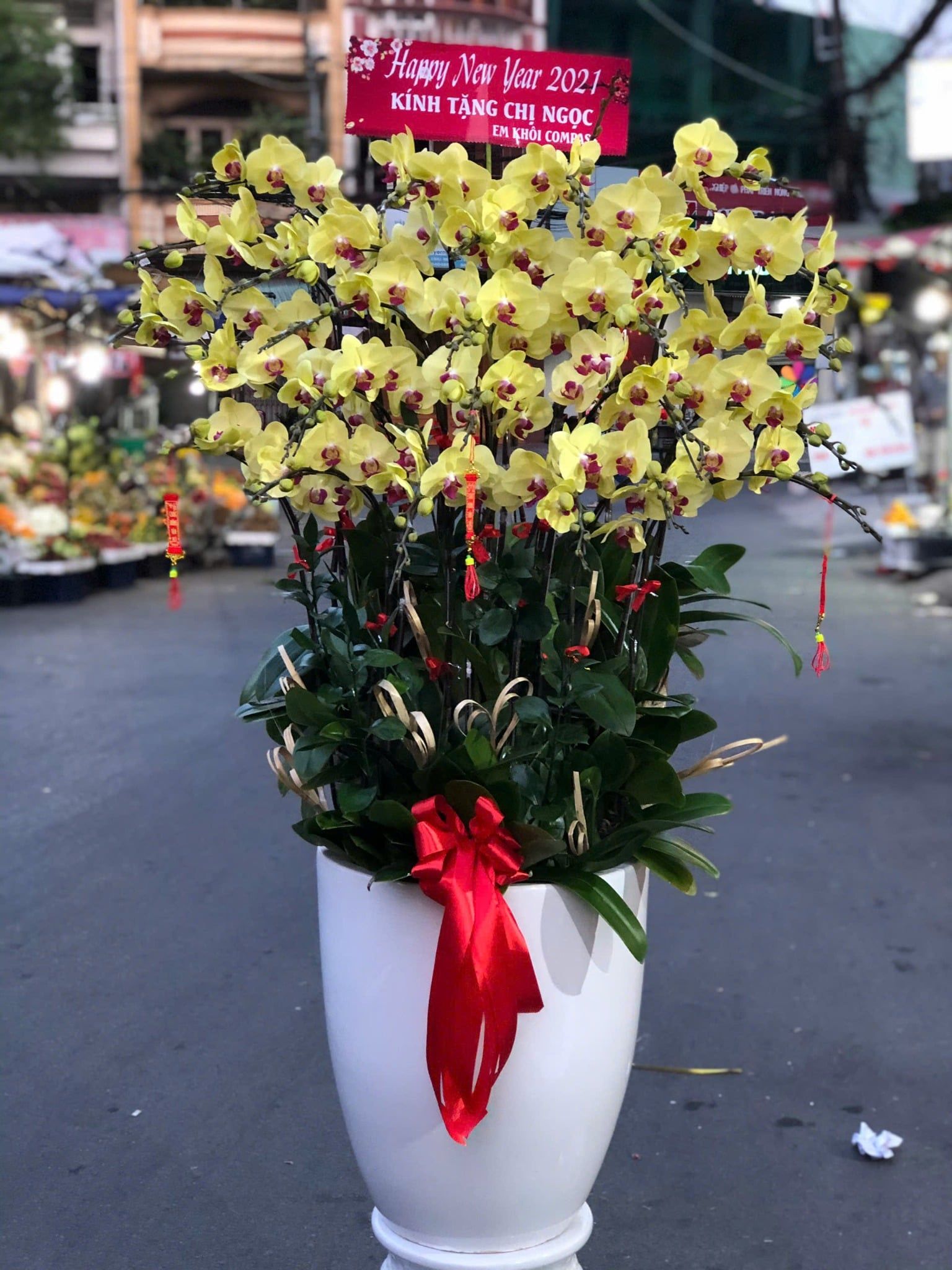  Chậu Lan Hồ Điệp Hoàng Kim An Khang- LHD53 