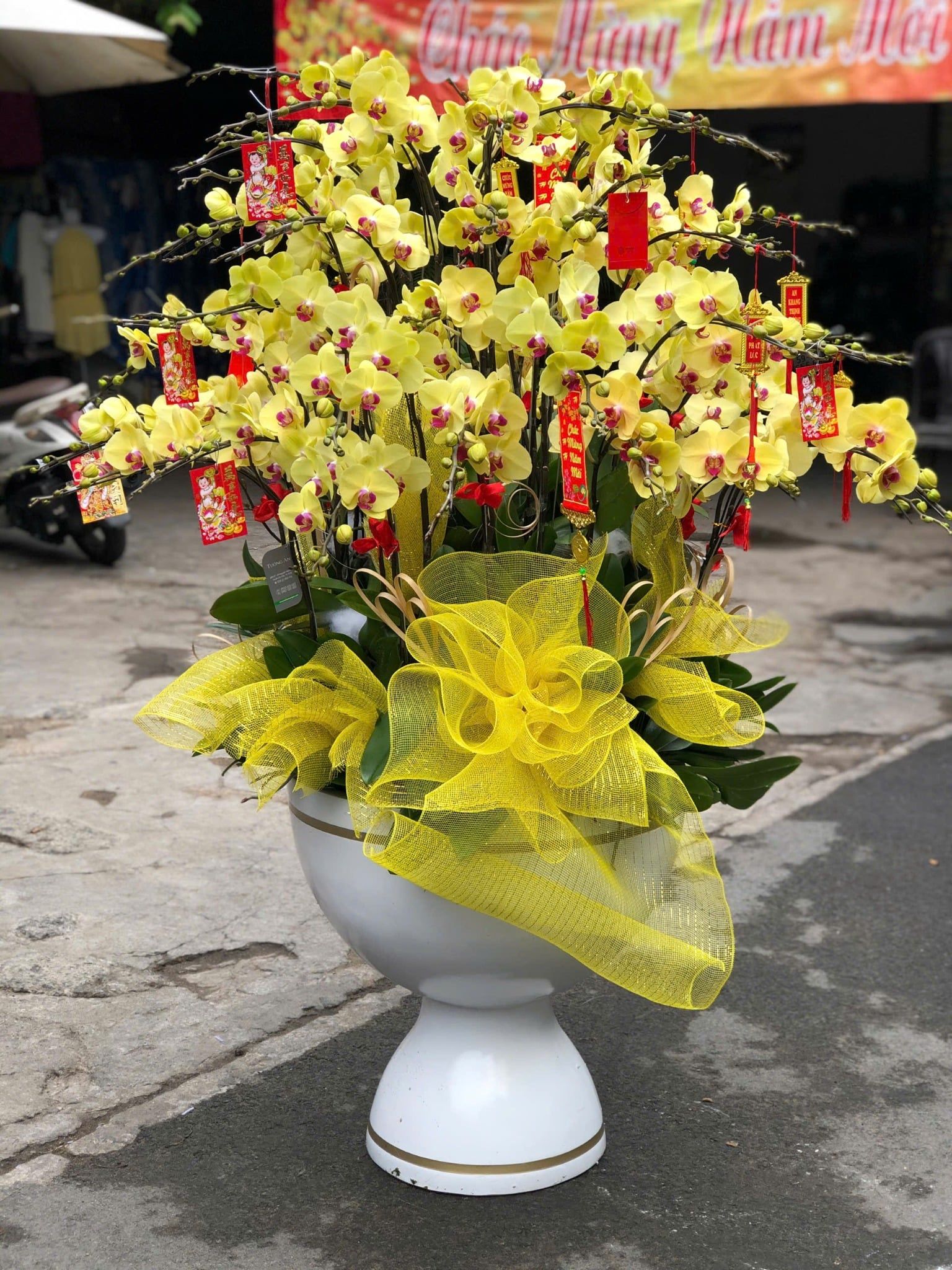  Chậu Lan Hồ Điệp Kim Lộc Phú Quý- LHD51 