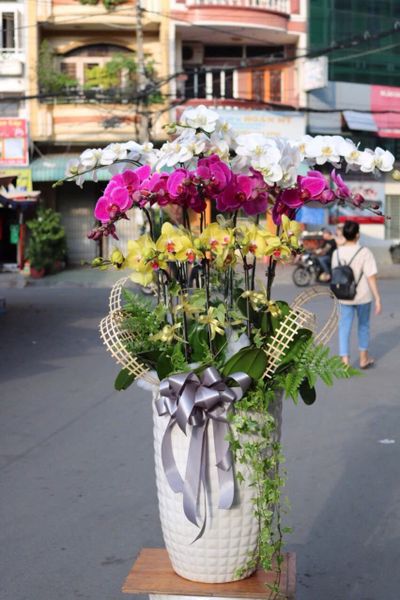 Chậu Lan Hồ Điệp Tam Sắc Phúc An- LHD52