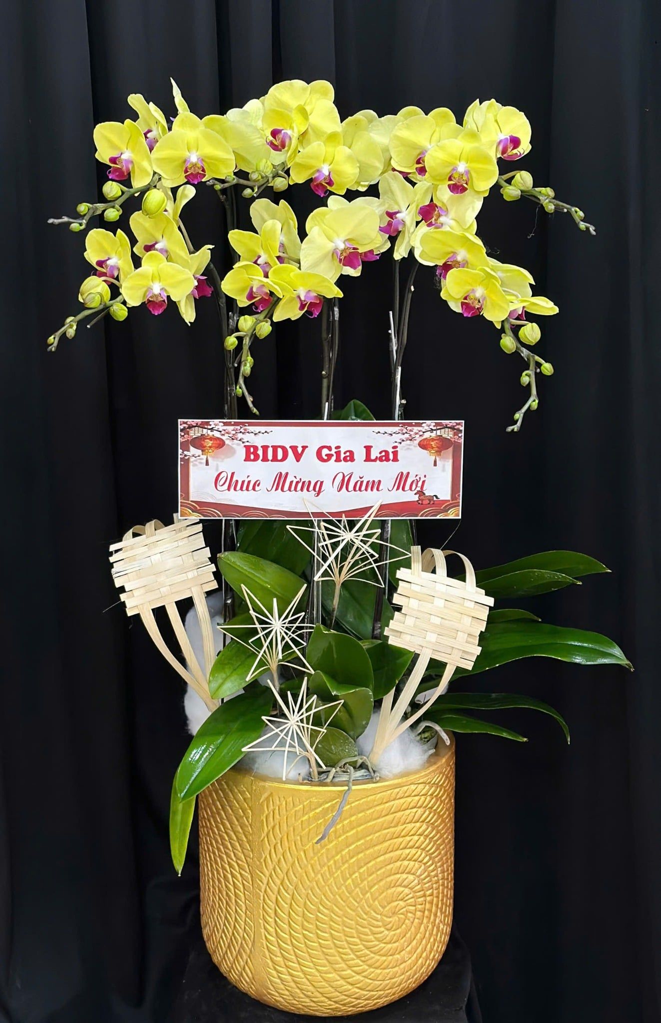  Chậu Lan Hồ Điệp Kim Lộc Khai Xuân - LHD90 