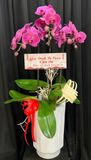 Chậu Lan Hồ Điệp Hồng Ân Tri Ân - LHD64 