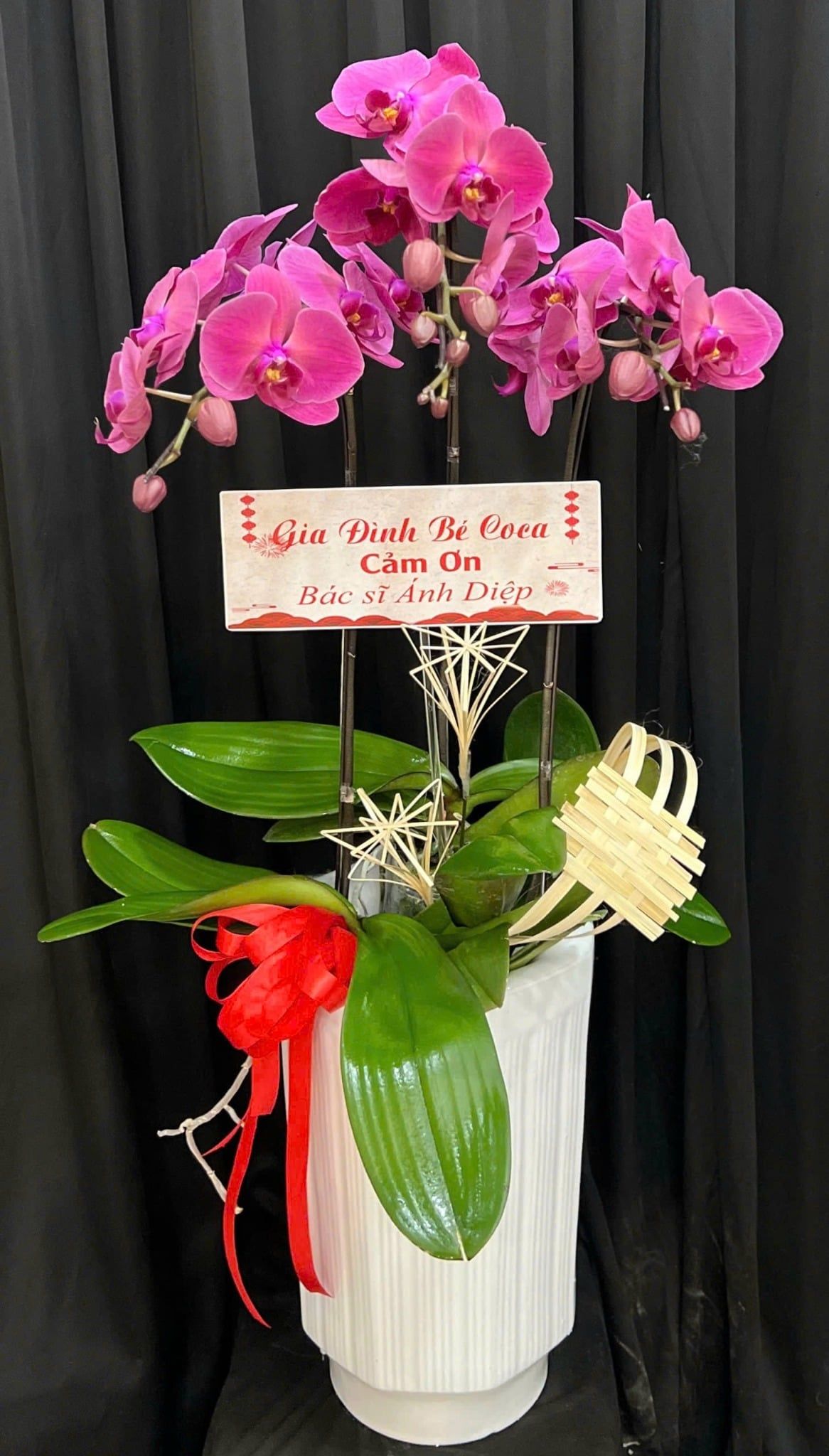  Chậu Lan Hồ Điệp Hồng Ân Tri Ân - LHD64 