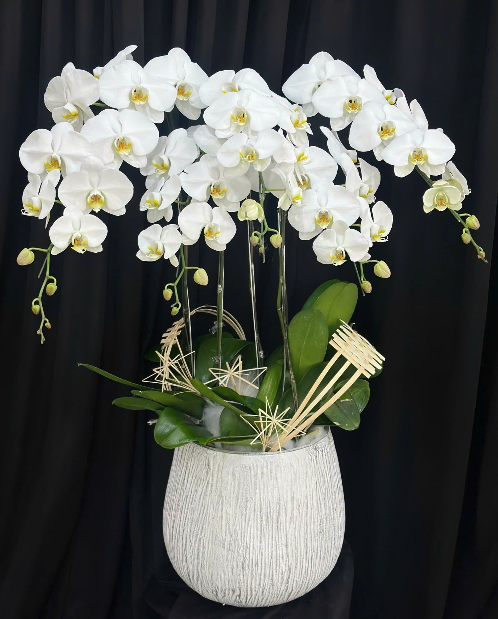  Chậu Lan Hồ Điệp Thanh Khiết Phúc Lành - LHD69 