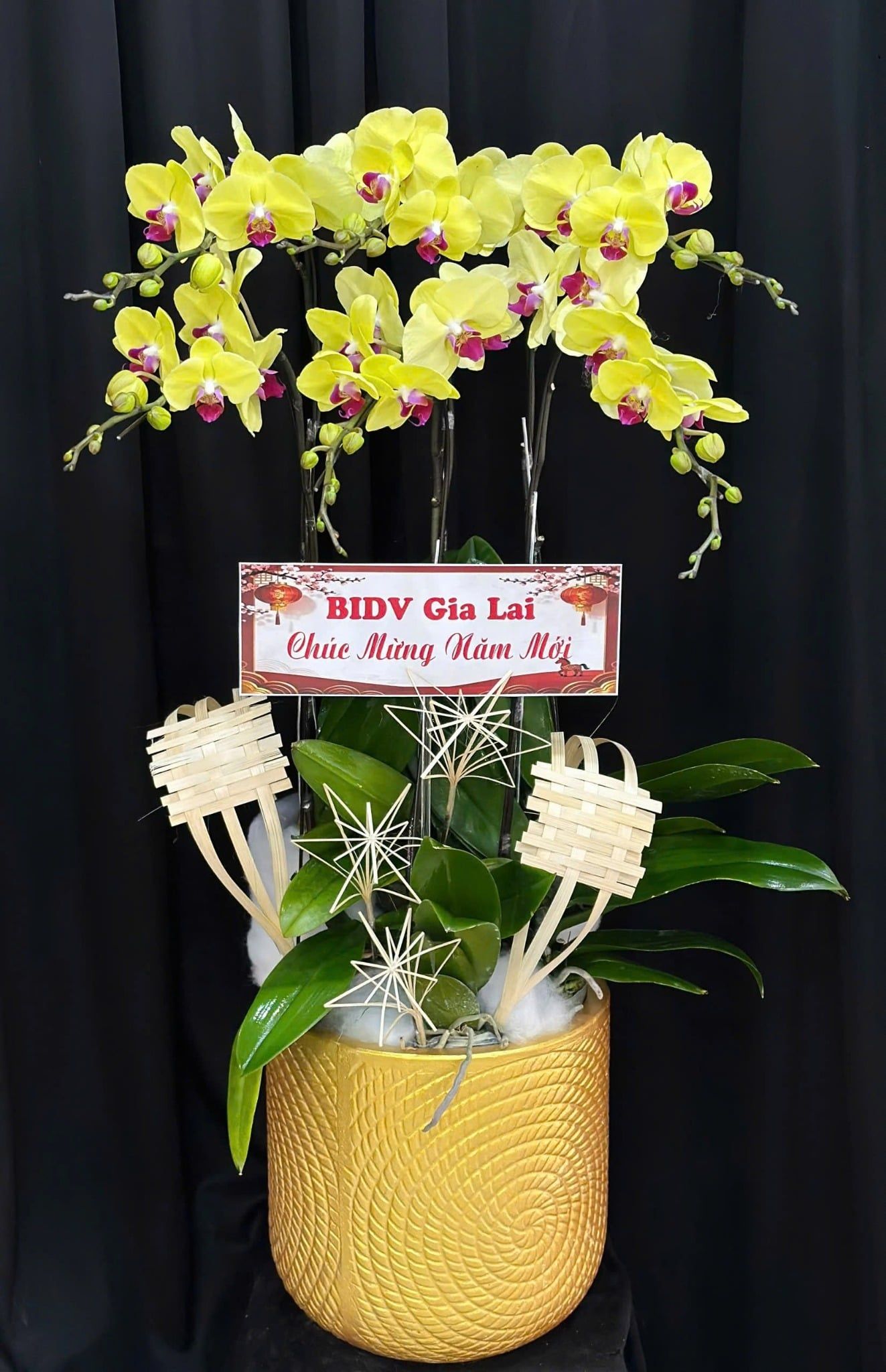  Chậu Lan Hồ Điệp Phúc Kim Khai Xuân - LHD56 