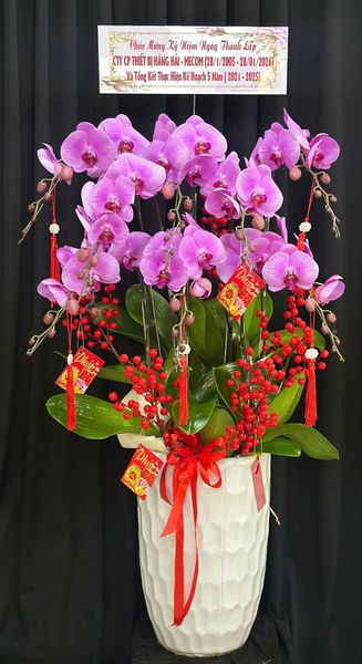 Chậu Lan Hồ Điệp Cát Tường Như Ý - LHD60