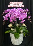  Chậu Lan Hồ Điệp Hồng Tím Phúc Duyên - LHD66 