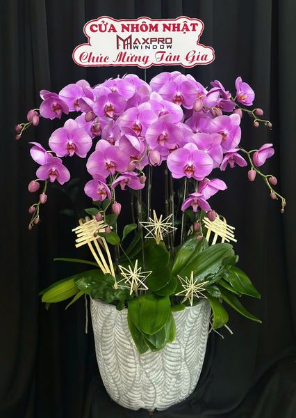 Chậu Lan Hồ Điệp Hồng Tím Phúc Duyên - LHD66