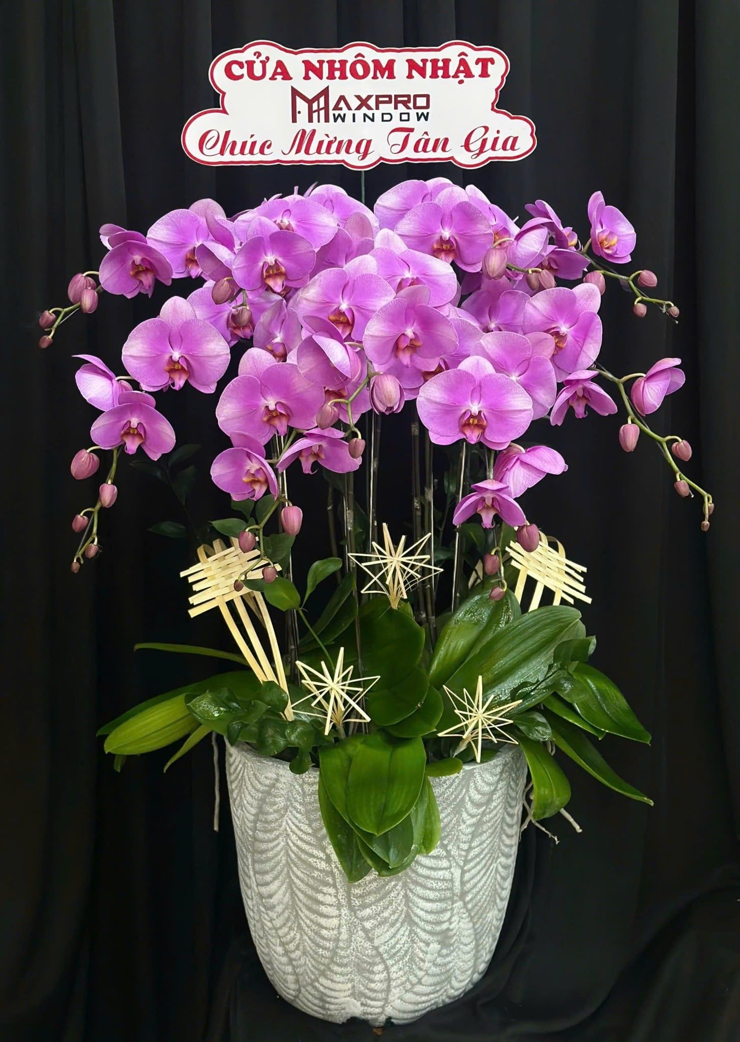  Chậu Lan Hồ Điệp Hồng Tím Phúc Duyên - LHD66 