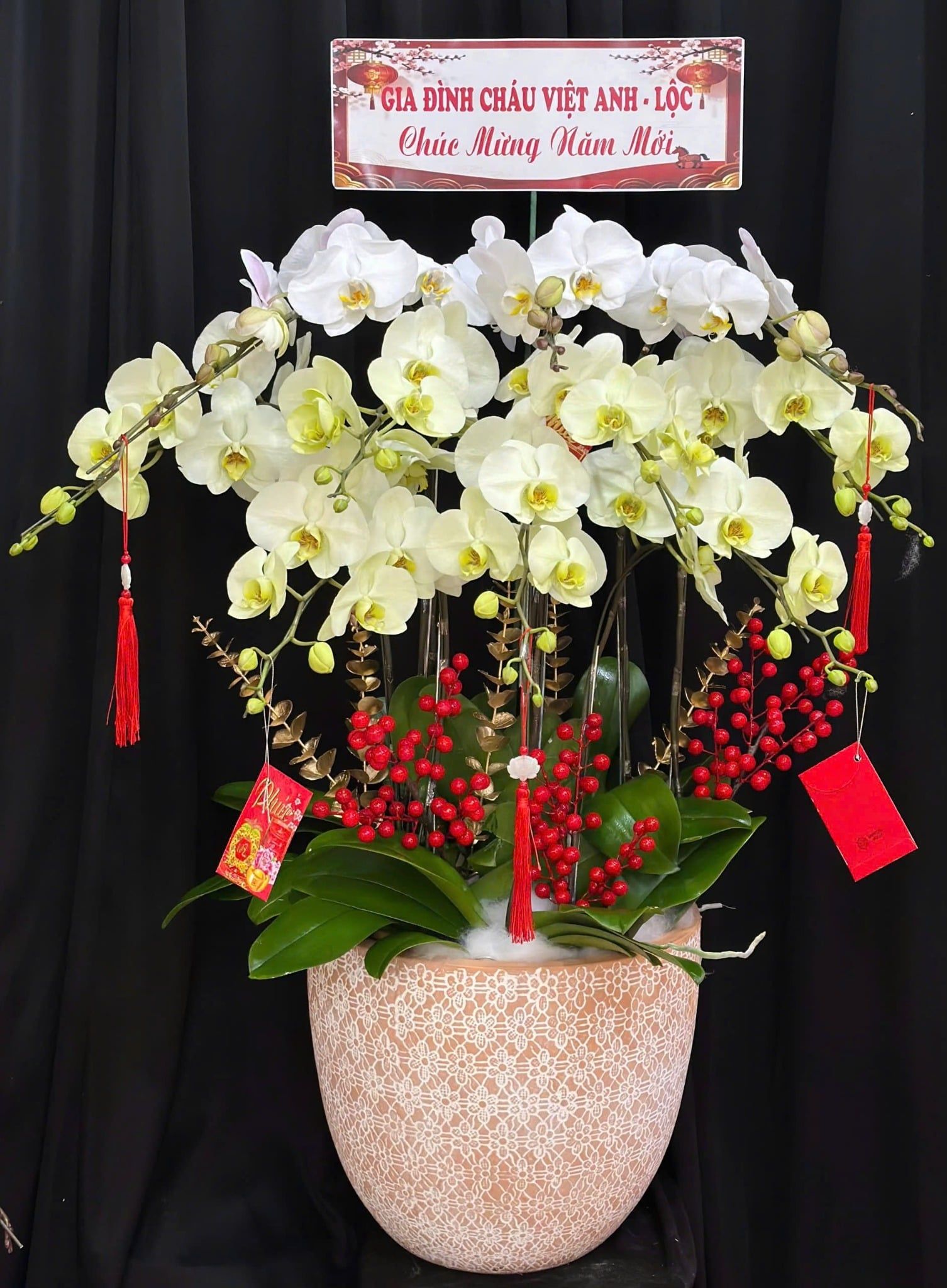  Chậu Lan Hồ Điệp Kim Ngọc Cát Tường - LHD58 