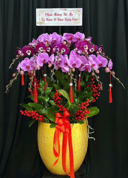 Chậu Lan Hồ Điệp Phát Lộc Trường Xuân - LHD61