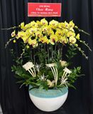  Chậu Lan Hồ Điệp Kim Ngọc An Nhiên - LHD62 