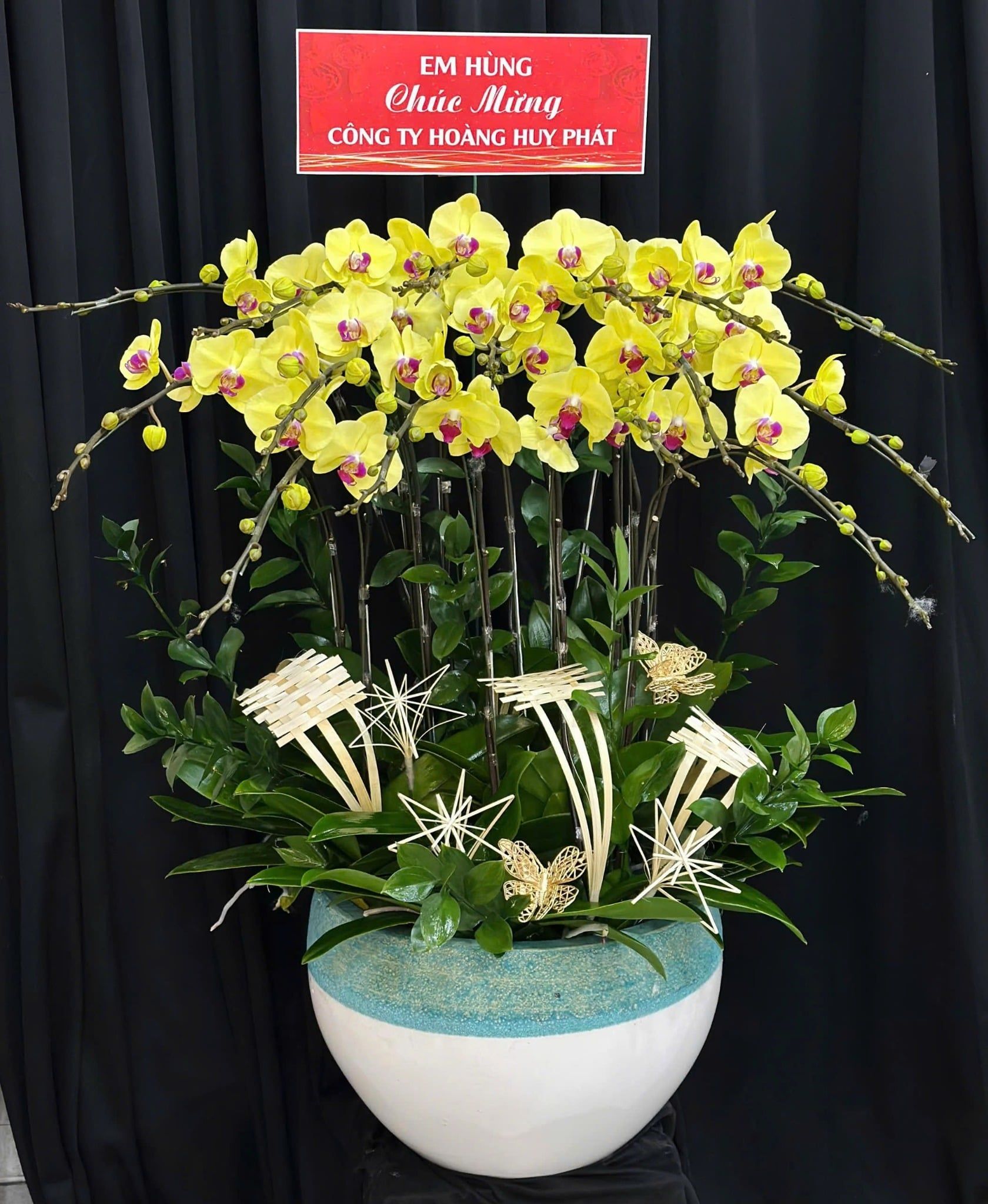  Chậu Lan Hồ Điệp Kim Ngọc An Nhiên - LHD62 