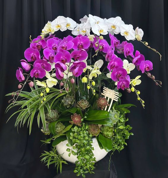 Chậu Lan Hồ Điệp Ngọc Tím An Nhiên - LHD63