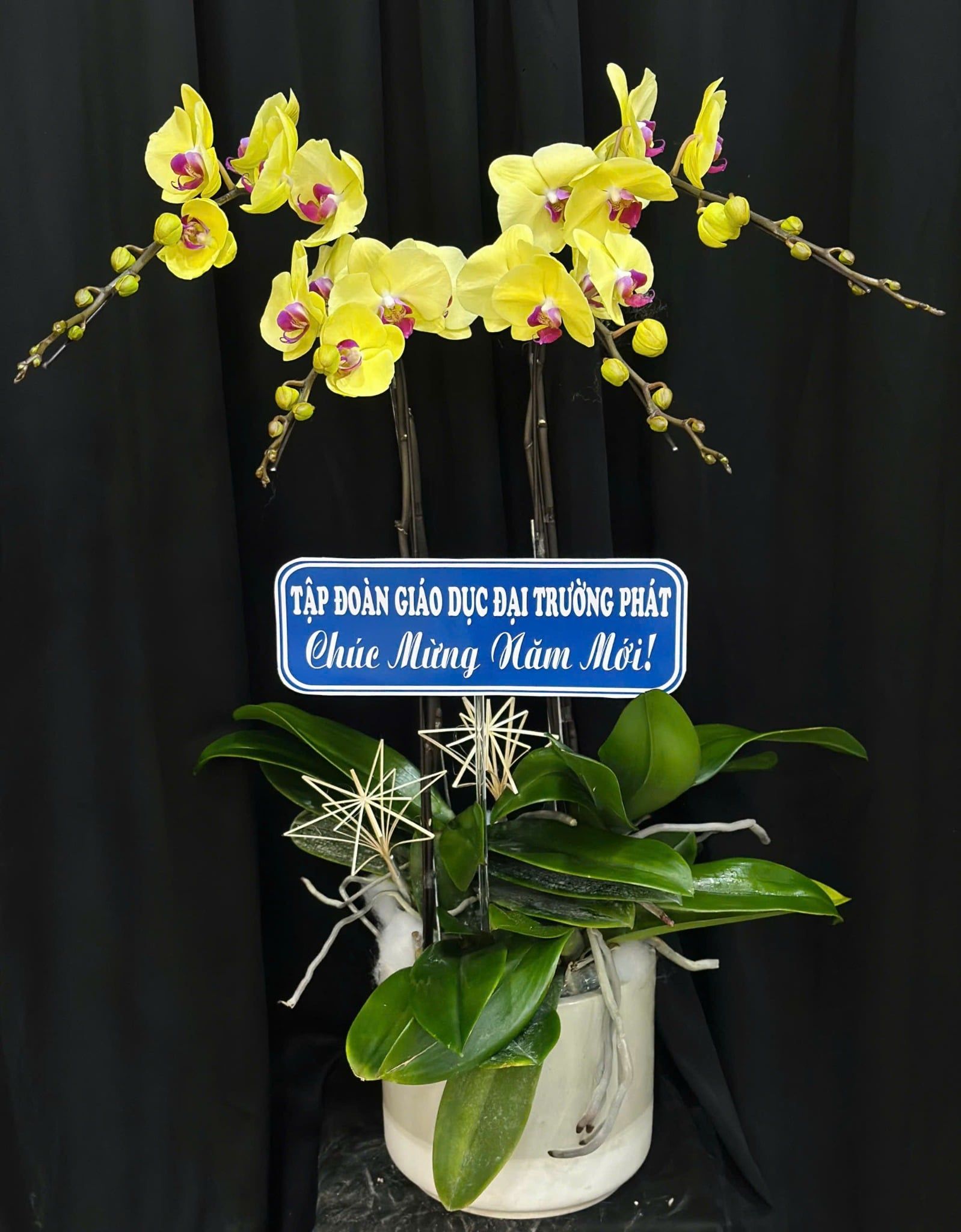  Chậu Lan Hồ Điệp Xuân Vượng Khởi Phát - LHD88 