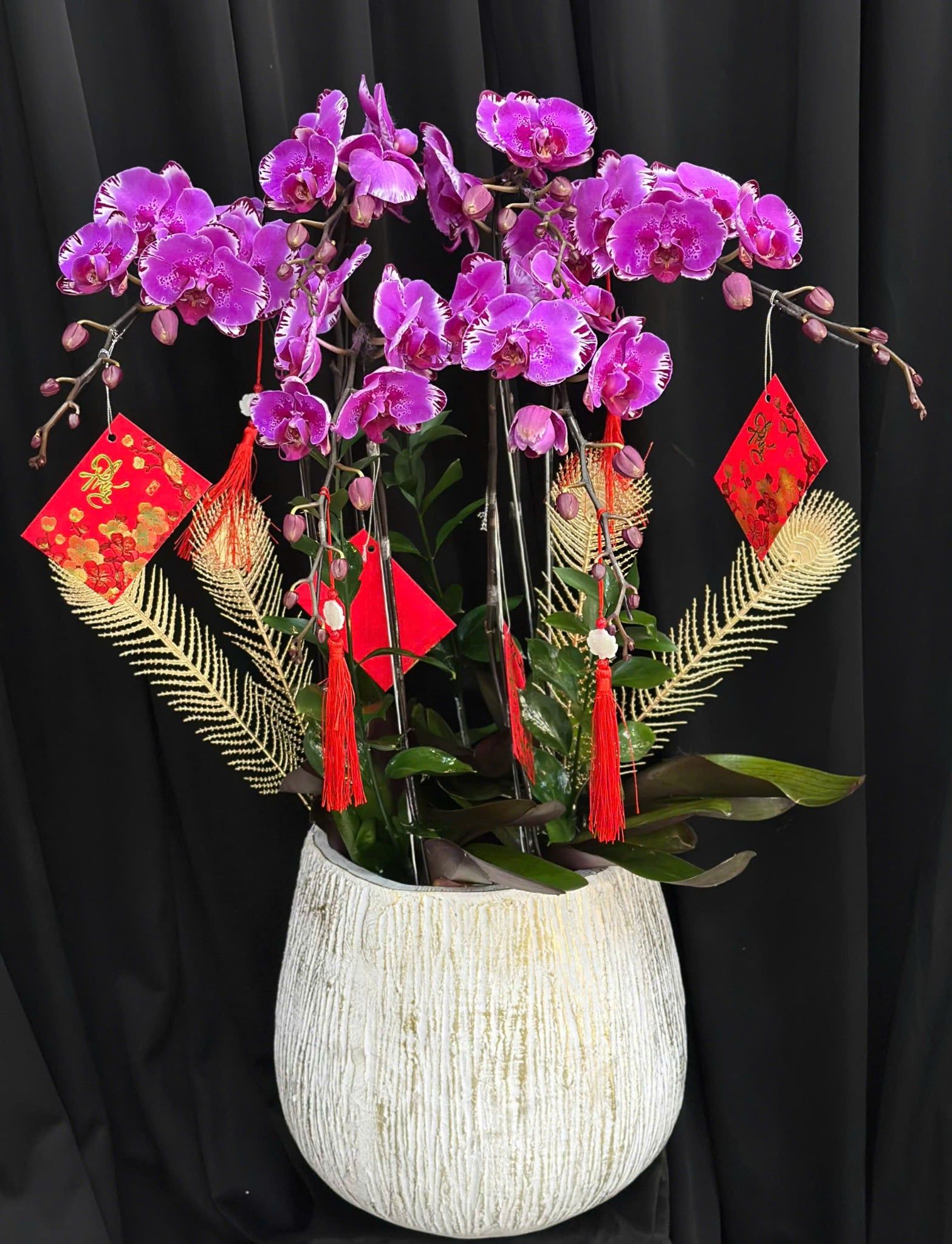  Chậu Lan Hồ Điệp Tử Phúc Cát Tường - LHD86 