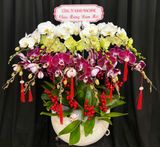  Chậu Lan Hồ Điệp Phúc Lộc Sum Vầy - LHD84 