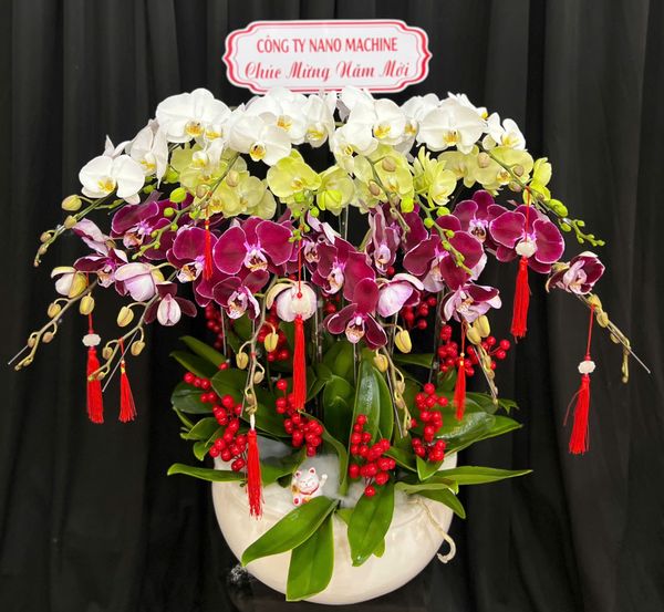 Chậu Lan Hồ Điệp Phúc Lộc Sum Vầy - LHD84