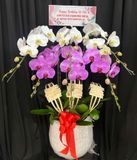  Chậu Lan Hồ Điệp Ngọc Hồng Cát Tường - LHD83 