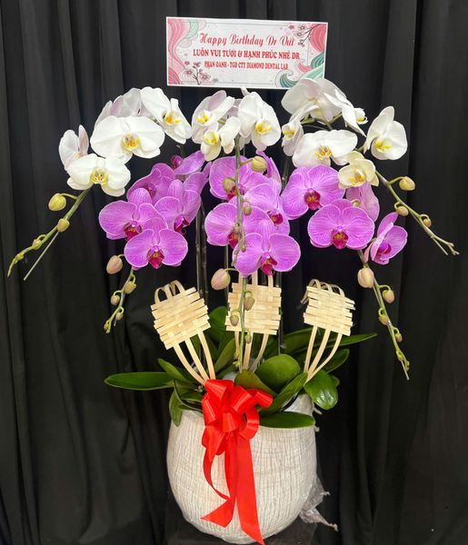 Chậu Lan Hồ Điệp Ngọc Hồng Cát Tường - LHD83