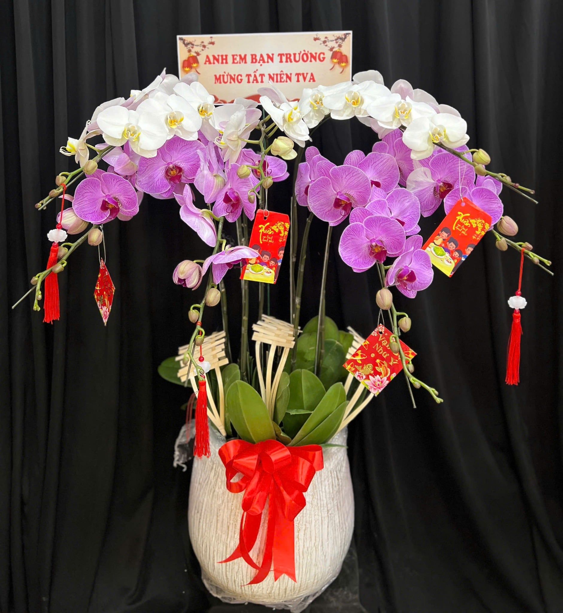  Chậu Lan Hồ Điệp Phúc Tím An Khang  - LHD81 