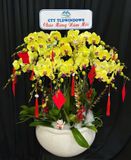  Chậu Lan Hồ Điệp Phú Quý Mãn Đường  - LHD80 