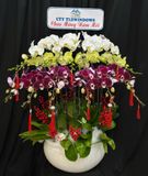  Chậu Lan Hồ Điệp Tam Phúc Vượng Tài  - LHD82 