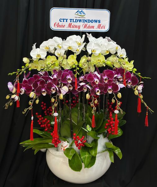 Chậu Lan Hồ Điệp Tam Phúc Vượng Tài  - LHD82